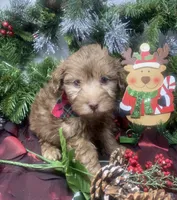 Hershey - Tiny toy, a male Yorkipoo for sale in Sellersburg, IN – Photo 3 of 9