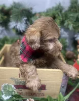 Hershey - Tiny toy, a male Yorkipoo for sale in Sellersburg, IN – Photo 6 of 9