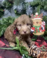 Hershey - Tiny toy, a male Yorkipoo for sale in Sellersburg, IN – Photo 7 of 9