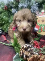 Hershey - Tiny toy, a male Yorkipoo for sale in Sellersburg, IN – Photo 1 of 9