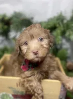 Hershey - Tiny toy, a male Yorkipoo for sale in Sellersburg, IN – Photo 4 of 9