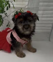 Prada, a female Yorkshire Terrier and Shorkie for sale in Sellersburg, IN – 9 of 10