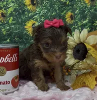 Tiny Chanel (chocolate), a female Yorkshire Terrier and Shorkie for sale in Sellersburg, IN – 4 of 7