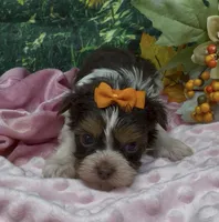 Teacup Daisy, a female Yorkshire Terrier and Shorkie for sale in Sellersburg, IN – 7 of 7