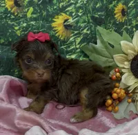 Tiny Chanel (chocolate), a female Yorkshire Terrier and Shorkie for sale in Sellersburg, IN – 3 of 7