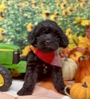 Onyx, a male Yorkipoo and Yorkshire Terrier for sale in Sellersburg, IN – 6 of 10