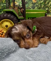 Hershey - chocolate merle, a male Yorkshire Terrier and Shorkie for sale in Sellersburg, IN – 5 of 9