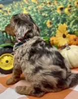 Roadie - silver (blue) merle, a male Yorkipoo and Yorkshire Terrier for sale in Sellersburg, IN – 3 of 10