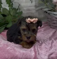Layla, a female Yorkshire Terrier and Shorkie for sale in Sellersburg, IN – 2 of 4