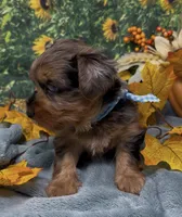 Blue Merle -hazel eyes, a male Yorkshire Terrier and Shorkie for sale in Sellersburg, IN – 6 of 10