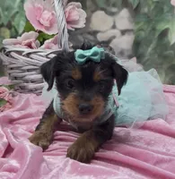 Nala, a female Yorkshire Terrier and Shorkie for sale in Sellersburg, IN – 8 of 8
