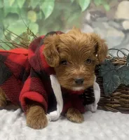Diesel, a male Yorkipoo and Yorkshire Terrier for sale in Sellersburg, IN – Photo 8 of 9