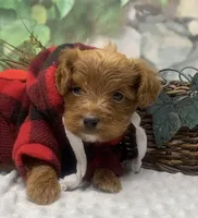 Diesel, a male Yorkipoo and Yorkshire Terrier for sale in Sellersburg, IN – Photo 1 of 9