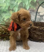 Diesel, a male Yorkipoo and Yorkshire Terrier for sale in Sellersburg, IN – Photo 9 of 9