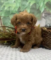 Diesel, a male Yorkipoo and Yorkshire Terrier for sale in Sellersburg, IN – Photo 2 of 9