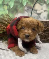 Diesel, a male Yorkipoo and Yorkshire Terrier for sale in Sellersburg, IN – Photo 5 of 9