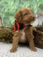 Diesel, a male Yorkipoo and Yorkshire Terrier for sale in Sellersburg, IN – Photo 6 of 9