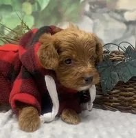 Diesel, a male Yorkipoo and Yorkshire Terrier for sale in Sellersburg, IN – Photo 3 of 9