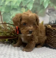 Diesel, a male Yorkipoo and Yorkshire Terrier for sale in Sellersburg, IN – Photo 4 of 9