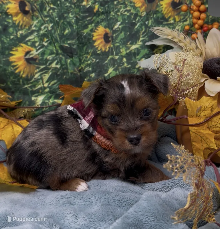 Blue merle 2 - green eyes  – Yorkshire Terrier, Shorkie puppy for sale in Sellersburg, IN