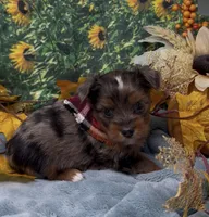 Blue merle 2 - green eyes , a male Yorkshire Terrier and Shorkie for sale in Sellersburg, IN – 1 of 9