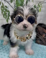 Harley, a male Yorkshire Terrier and Shorkie for sale in Sellersburg, IN – 10 of 10