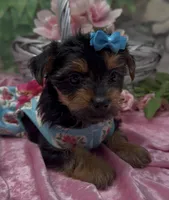 Bella, a female Yorkshire Terrier and Shorkie for sale in Sellersburg, IN – 10 of 10