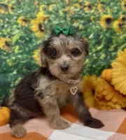 Rhianna -BlackBerry merle, a female Yorkipoo and Yorkshire Terrier for sale in Sellersburg, IN – 7 of 9