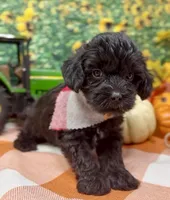 Onyx, a male Yorkipoo and Yorkshire Terrier for sale in Sellersburg, IN – 2 of 10