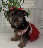 Prada, a female Yorkshire Terrier and Shorkie for sale in Sellersburg, IN – 5 of 10