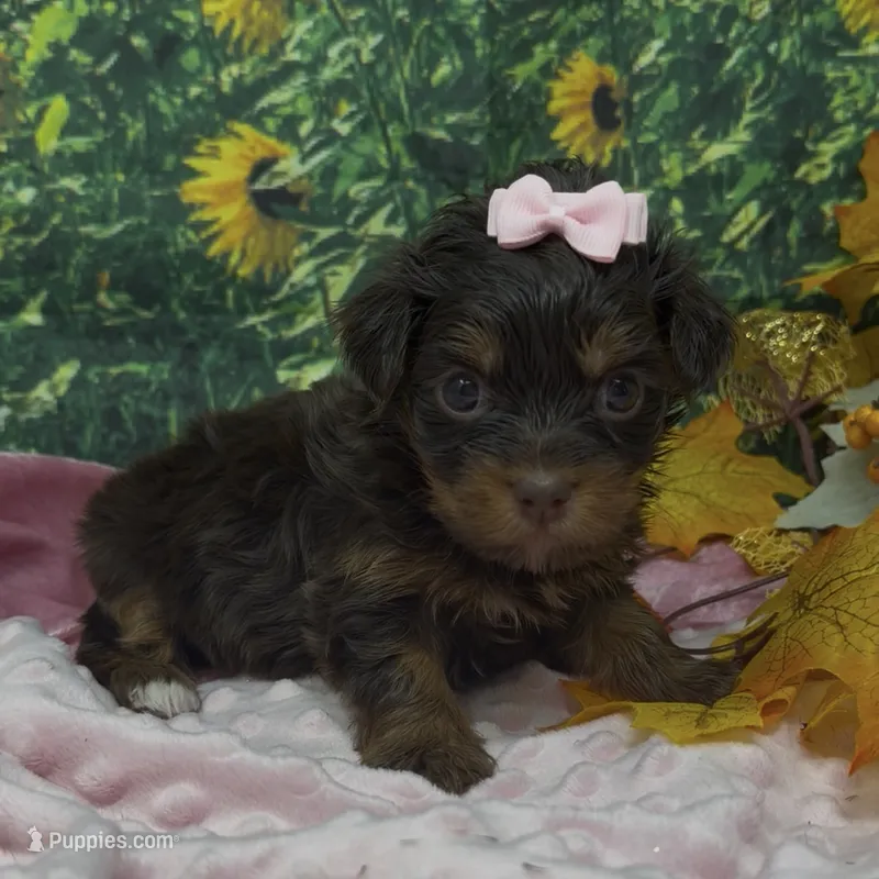Tiny Ariel -(chocolate) – Yorkshire Terrier, Shorkie puppy for sale in Sellersburg, IN