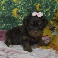 Tiny Ariel -(chocolate), a female Yorkshire Terrier and Shorkie for sale in Sellersburg, IN – 1 of 7