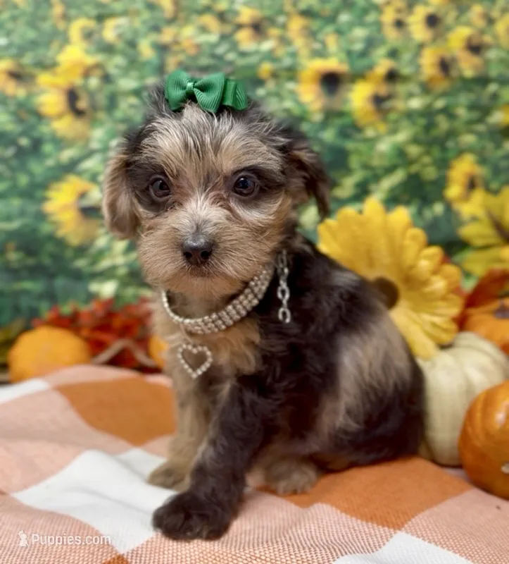 Rhianna -BlackBerry merle – Yorkipoo, Yorkshire Terrier puppy for sale in Sellersburg, IN