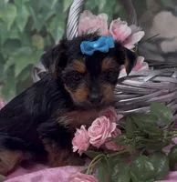 Bella, a female Yorkshire Terrier and Shorkie for sale in Sellersburg, IN – 5 of 10
