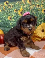 Layla - BlackBerry merle , a female Yorkipoo and Yorkshire Terrier for sale in Sellersburg, IN – 8 of 9
