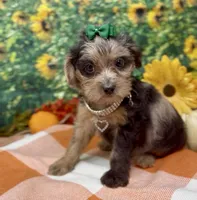 Rhianna -BlackBerry merle, a female Yorkipoo and Yorkshire Terrier for sale in Sellersburg, IN – 6 of 9