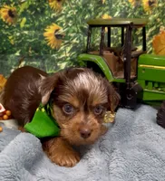 Hershey - chocolate merle, a male Yorkshire Terrier and Shorkie for sale in Sellersburg, IN – 7 of 9