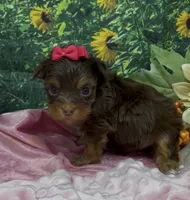 Tiny Chanel (chocolate), a female Yorkshire Terrier and Shorkie for sale in Sellersburg, IN – 5 of 7
