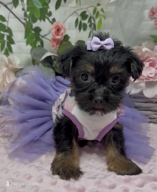 Molly – Yorkshire Terrier, Shorkie puppy for sale in Sellersburg, IN