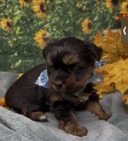 Teddy Bear, a male Yorkshire Terrier and Shorkie for sale in Sellersburg, IN – 6 of 7