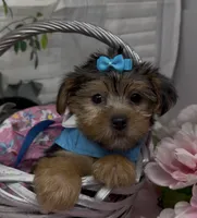 Layla, a female Yorkshire Terrier and Shorkie for sale in Sellersburg, IN – 2 of 10