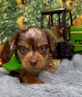 Hershey - chocolate merle, a male Yorkshire Terrier and Shorkie for sale in Sellersburg, IN – 8 of 9