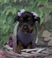 Sophia, a female Yorkshire Terrier and Shorkie for sale in Sellersburg, IN – 8 of 9