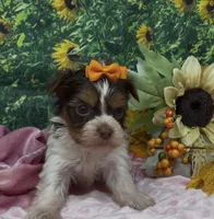 Teacup Daisy, a female Yorkshire Terrier and Shorkie for sale in Sellersburg, IN – 2 of 7
