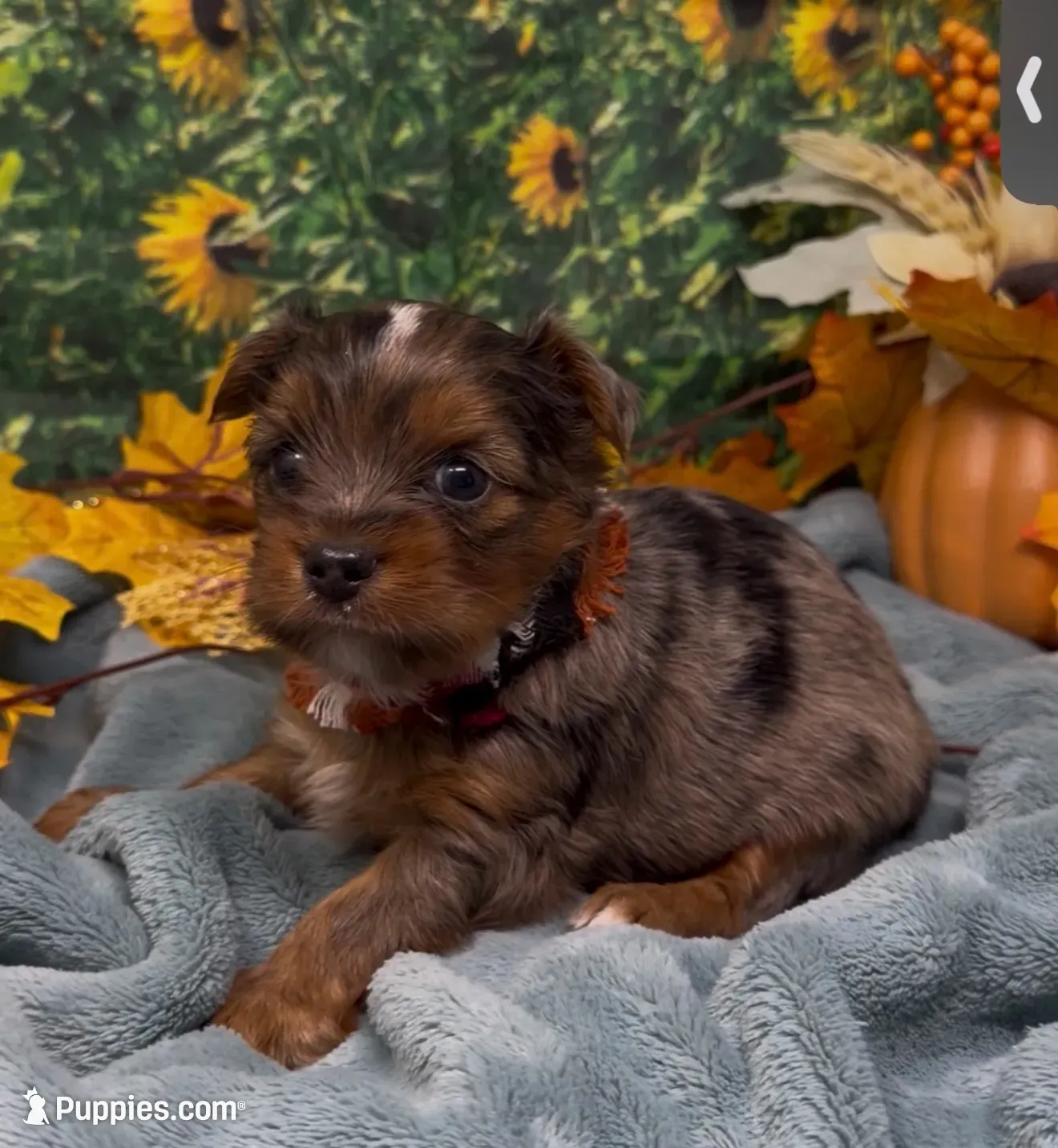 Blue merle 2 - green eyes , a male Yorkshire Terrier and Shorkie for sale in Sellersburg, IN – 4 of 9