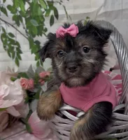 Prada, a female Yorkshire Terrier and Shorkie for sale in Sellersburg, IN – 3 of 5