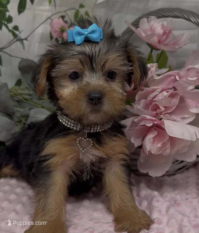 Layla – Yorkshire Terrier, Shorkie puppy for sale in Sellersburg, IN