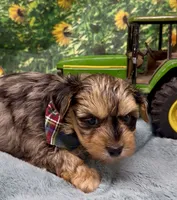 Rocco - blue merle, a male Yorkshire Terrier and Shorkie for sale in Sellersburg, IN – 9 of 9