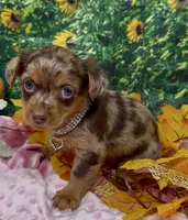 Ophelia - chocolate merle (red), a female Yorkshire Terrier and Shorkie for sale in Sellersburg, IN – 2 of 6