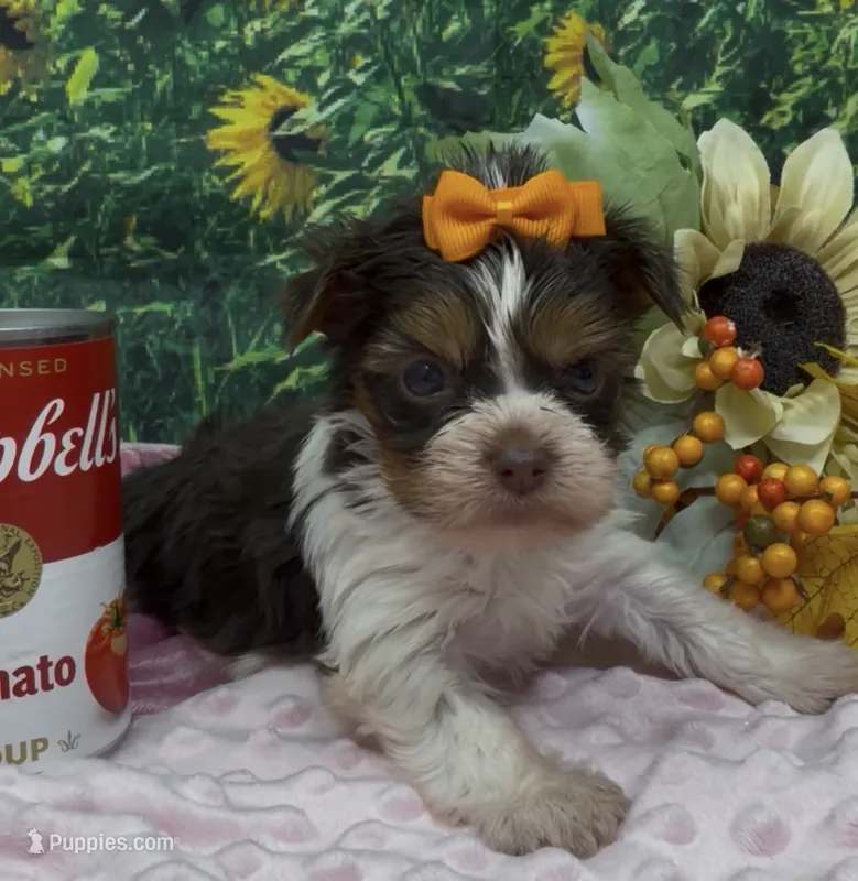 Teacup Daisy – Yorkshire Terrier, Shorkie puppy for sale in Sellersburg, IN